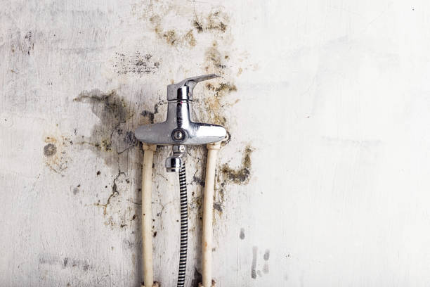 Calistoga, CA Mold Removal Company