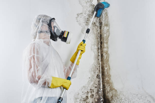 Best Commercial Mold Removal  in Listoga, CA