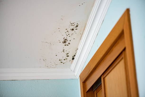Best Mold Removal Specialists  in Listoga, CA