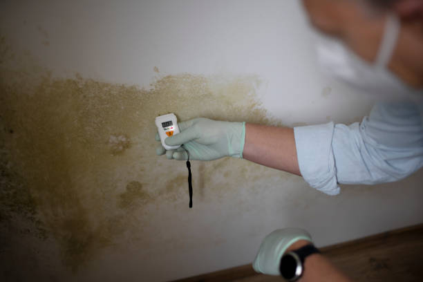 Best Office Mold Removal Services  in Listoga, CA