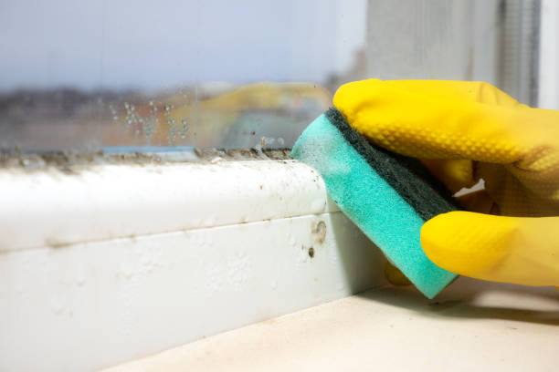 Mold Testing and Removal in Calistoga, CA