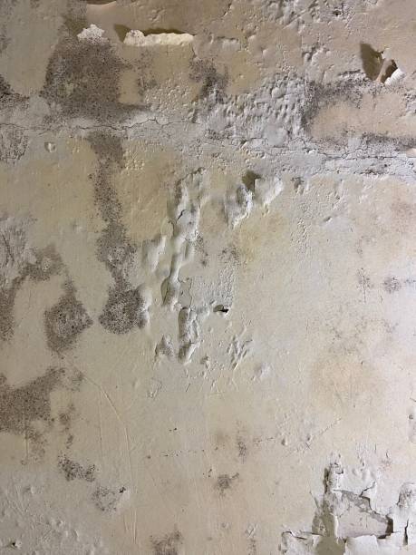 Best Mold Removal Near Me  in Listoga, CA