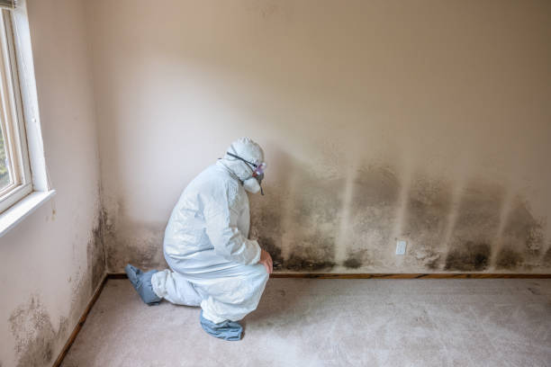 Best Toxic Mold Removal  in Listoga, CA