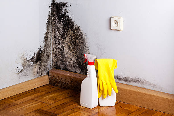 Best Attic Mold Removal  in Listoga, CA