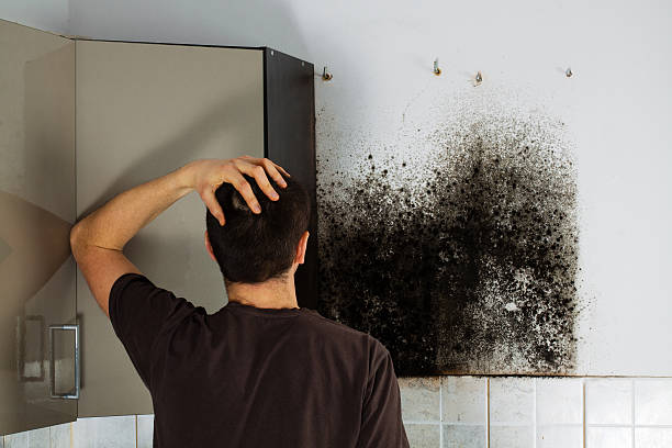 Best Mold Damage Repair  in Listoga, CA