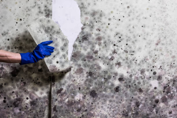 Best Water Damage Restoration  in Listoga, CA