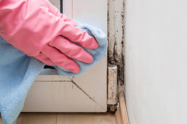 Best Crawl Space Mold Removal  in Listoga, CA