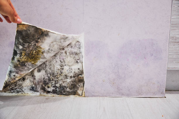 Best Mold Remediation  in Listoga, CA